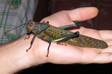 grasshopper giant